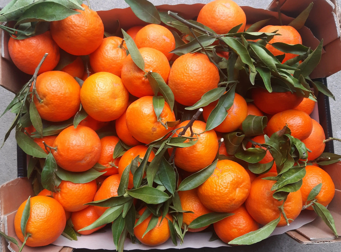 Caissette* 7kg Clémentines de Sicile sans pépins ''Non traités''(Disponibilité: Novembre à Janvier) Les Saveurs de Sicile