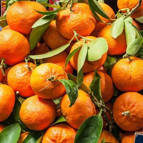 Caissette* 7kg Clémentines de Sicile sans pépins ''Non traités''(Disponibilité: Novembre à Janvier) Les Saveurs de Sicile