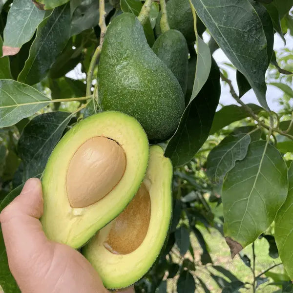 Caissette env. 5kg (16x pces) Avocat Hass grande taille cultivation Sicilienne (Disponibilité: novembre à mars) Les Saveurs de Sicile