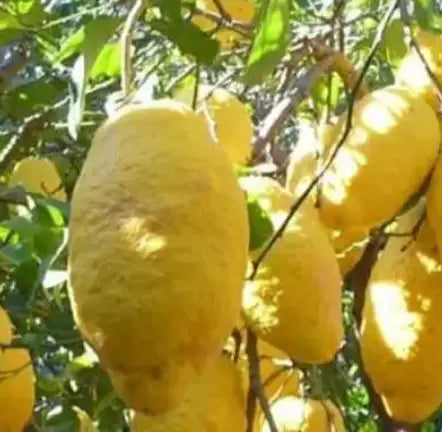 Cèdres de Palagonia 'non traités' caissette 7kg (Disponibilité: novembre à mars) Les Saveurs de Sicile