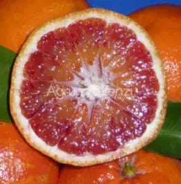 Caissette 7kg Oranges 100% sanguines Tarocco Ippolito de Sicile, ''Non traités''(Disponibilité: Janvier à Mars) Les Saveurs de Sicile
