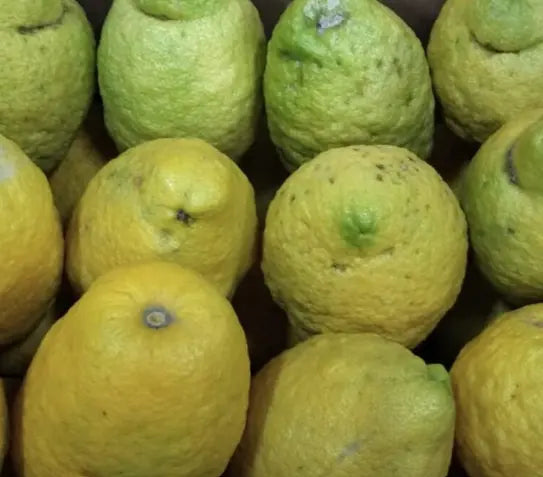 Cèdres de Palagonia 'non traités' caissette 7kg (Disponibilité: novembre à mars) Les Saveurs de Sicile
