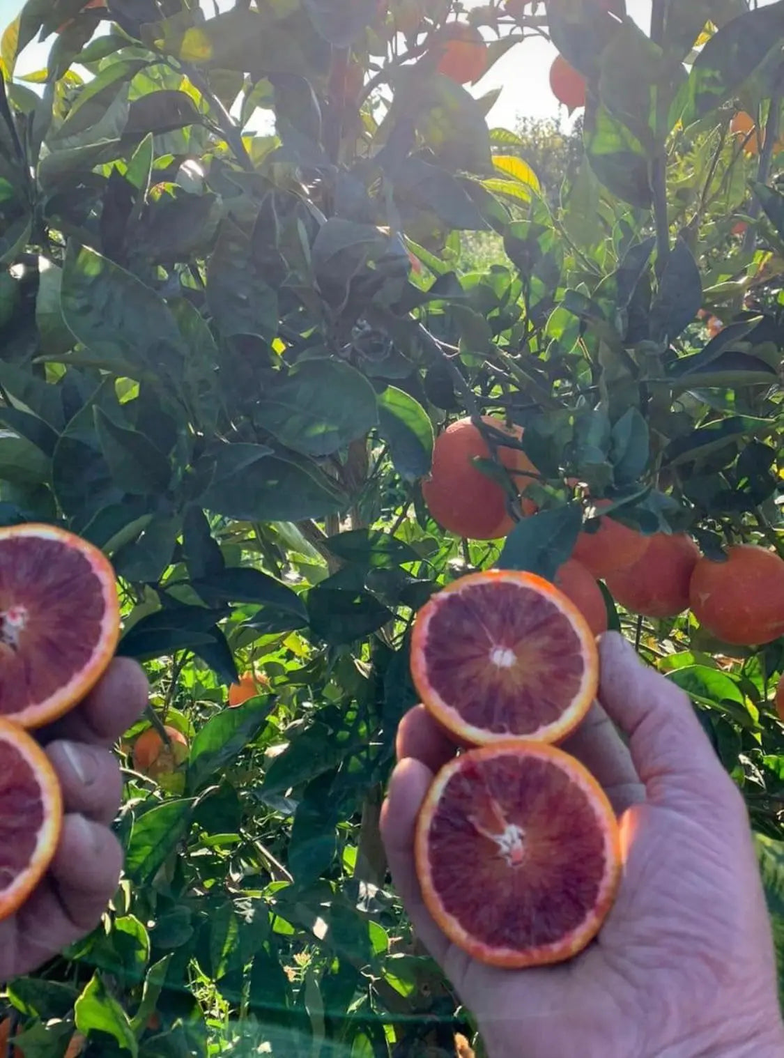 Caissette 7kg Oranges 100% sanguines Tarocco Ippolito de Sicile, ''Non traités''(Disponibilité: Janvier à Mars) Les Saveurs de Sicile