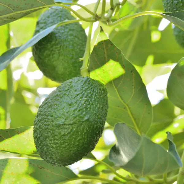 Caissette env. 5kg (16x pces) Avocat Hass grande taille cultivation Sicilienne (Disponibilité: novembre à mars) Les Saveurs de Sicile