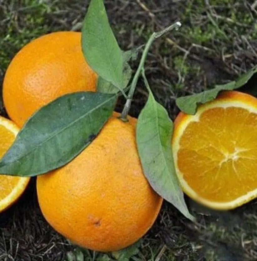 Caissette 7kg Oranges Navel Blondes ''Non traités''(Disponibilité: Novembre à Décembre) Les Saveurs de Sicile
