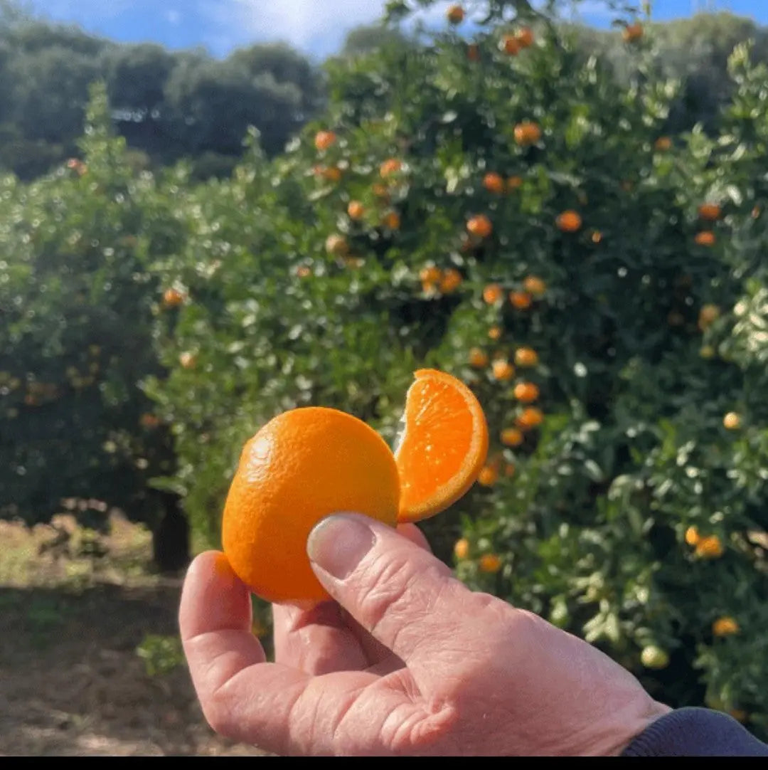 Caissette 7kg Mandarines nouvelle variété de Sicile sans pépins ''Non traités''(Disponibilité: Janvier à Mars) Les Saveurs de Sicile