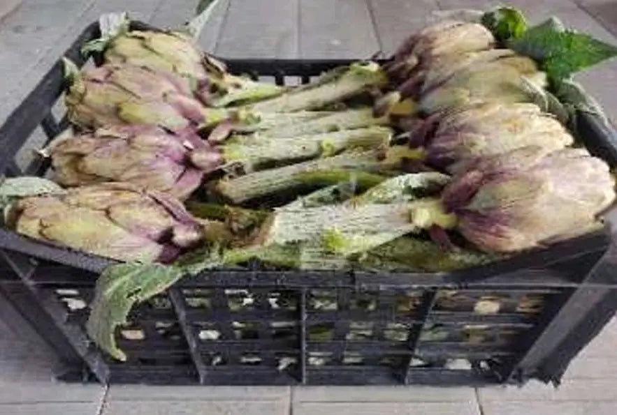 Caissette 5kg 16-18 pces selon taille Artichauts Apollo (Disponibilité: novembre à mars) Les Saveurs de Sicile