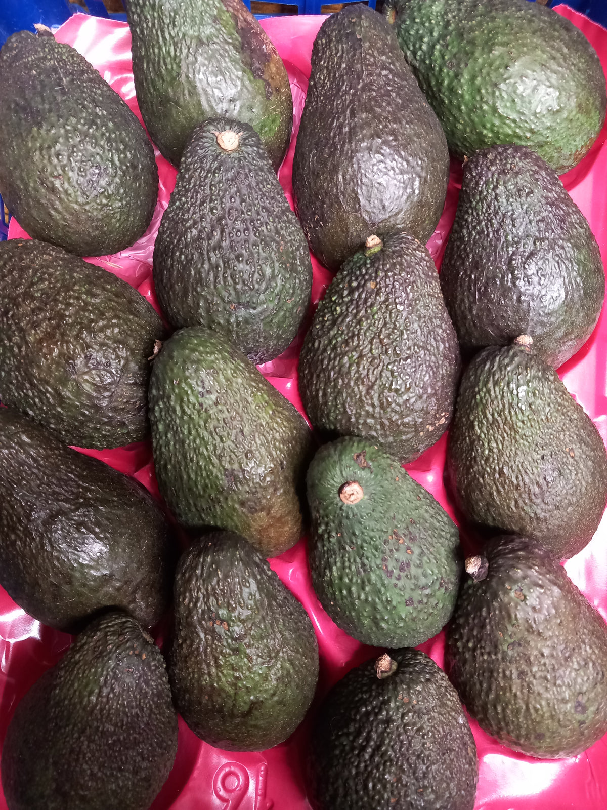 Caissette Avocats siciliens 4kg (2.10frs/pce) env.16-18 pces selon taille (Cultivation novembre à février)