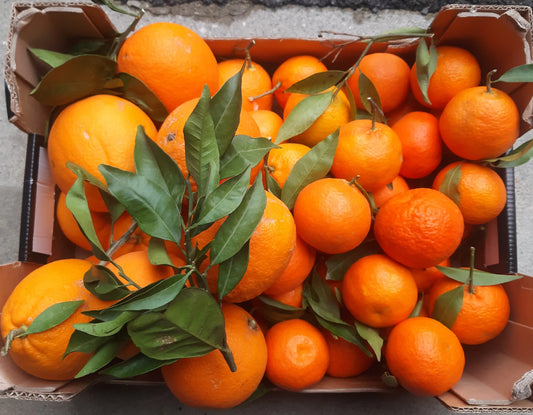 Caissette 7kg mixte de Sicile oranges Tarocco semi-sanguines ou Navel blondes et clémentines ou mandarines sans pépins ''Non traités'' (selon période) Les Saveurs de Sicile