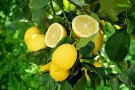 Caissette 7kg Citrons de Sicile ''Non traités".(Disponibilité: novembre à mars) Les Saveurs de Sicile