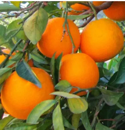 Caissette 7kg Oranges Navel Blondes ''Non traités''(Disponibilité: Novembre à Décembre) Les Saveurs de Sicile