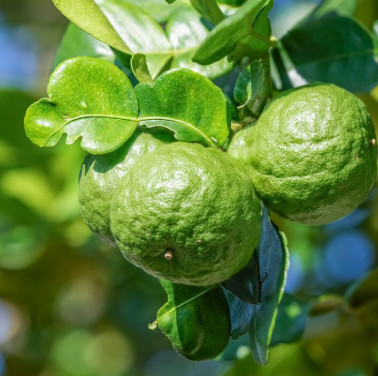 Caissette Bergamote de Palagonia  7kg (4,00Frs/kg) ''Non Traités'' (Disponibilité:Novembre à Février)