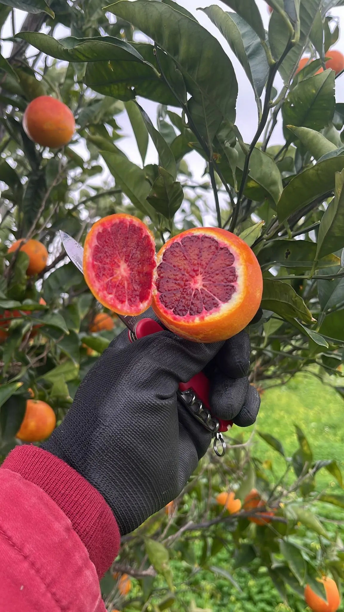 Caissette 7kg Oranges 100% sanguines Tarocco Ippolito de Sicile, ''Non traités''(Disponibilité: Janvier à Mars) Les Saveurs de Sicile