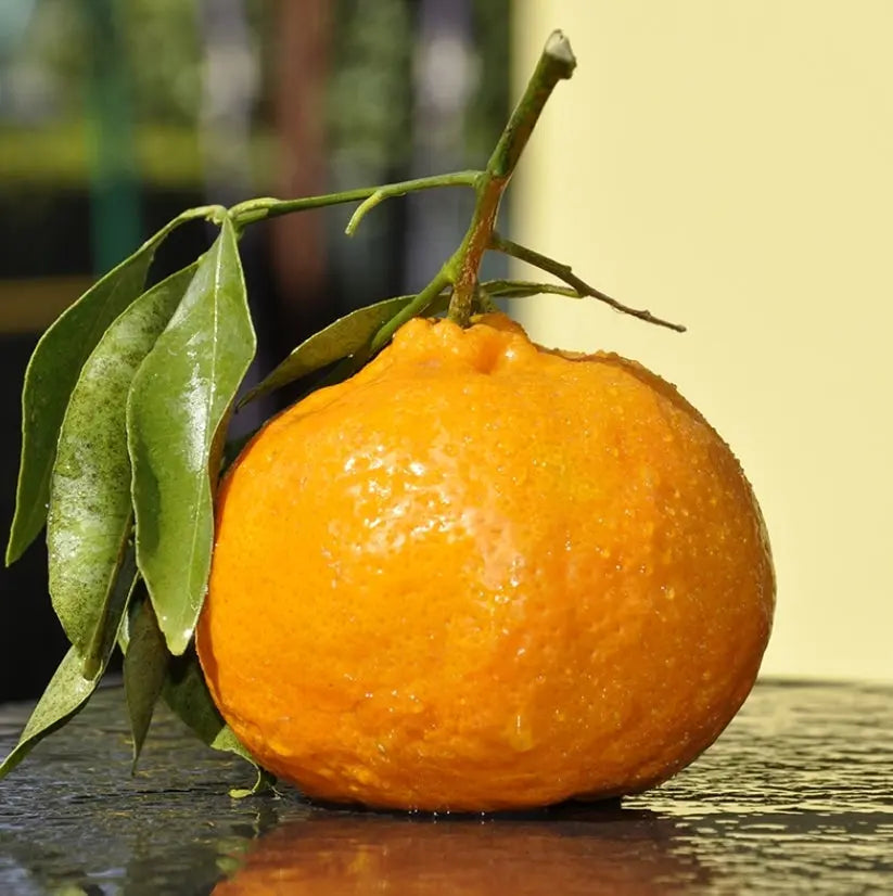 Caissette 7kg mixte de Sicile oranges Tarocco semi-sanguines ou Navel blondes et clémentines ou mandarines sans pépins ''Non traités'' (selon période) Les Saveurs de Sicile