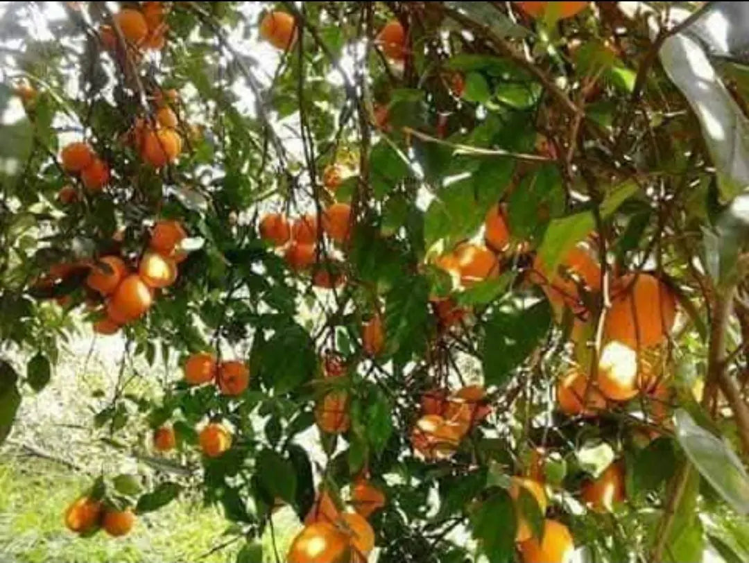Caissette 7kg mixte de Sicile oranges Tarocco semi-sanguines ou Navel blondes et clémentines ou mandarines sans pépins ''Non traités'' (selon période) Les Saveurs de Sicile