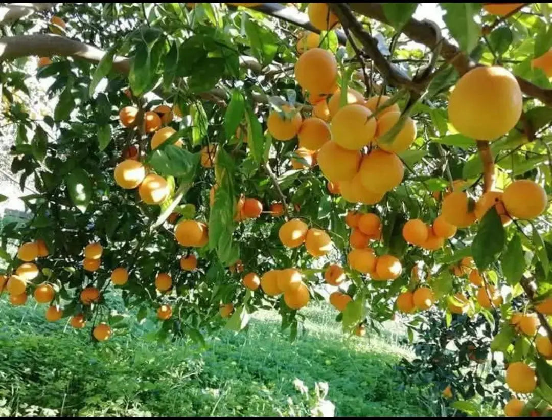 Caissette 7kg mixte de Sicile oranges Tarocco semi-sanguines ou Navel blondes et clémentines ou mandarines sans pépins ''Non traités'' (selon période) Les Saveurs de Sicile
