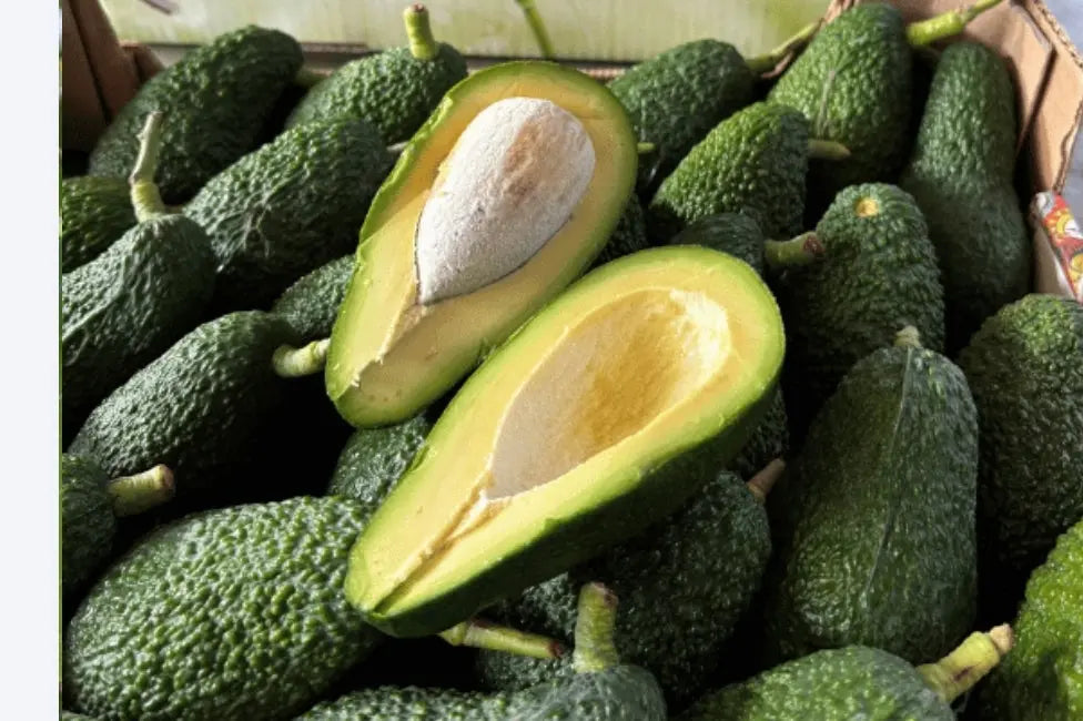 Caissette env. 5kg (16x pces) Avocat Hass grande taille cultivation Sicilienne (Disponibilité: novembre à mars) Les Saveurs de Sicile