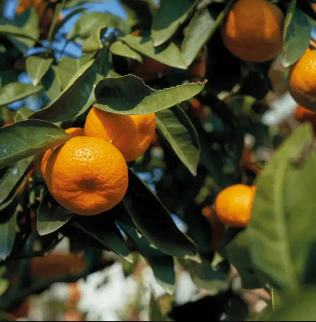 Caissette* 7kg Clémentines de Sicile sans pépins ''Non traités''(Disponibilité: Novembre à Janvier) Les Saveurs de Sicile