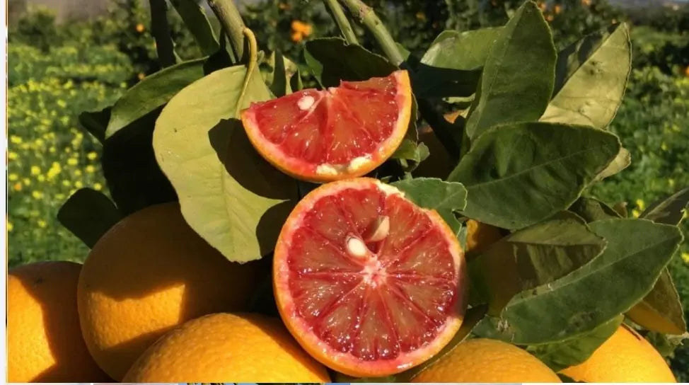 Caissette 7kg mixte de Sicile oranges Tarocco semi-sanguines ou Navel blondes et clémentines ou mandarines sans pépins ''Non traités'' (selon période) Les Saveurs de Sicile