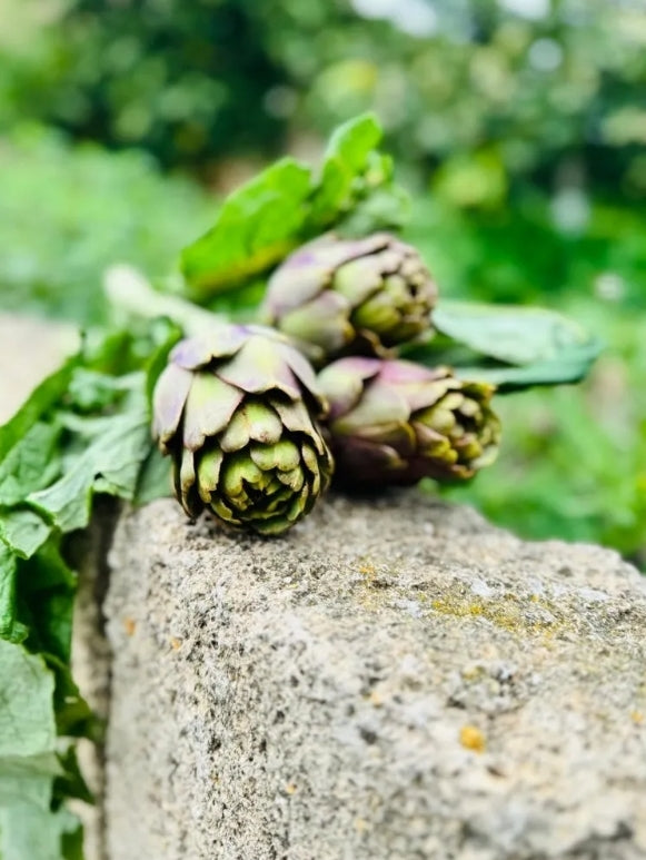 Caissette Artichauts Apollo 5kg (~20 pces, 1,90 Frs/pce) "Cultivation 100%Naturale"