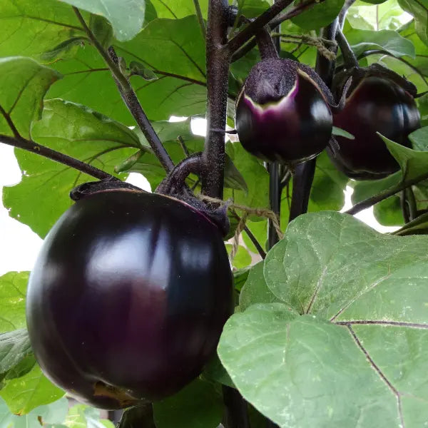 Caissette 5kg Aubergines siciliennes violettes grande taille (Disponibilité: novembre à mars) Les Saveurs de Sicile
