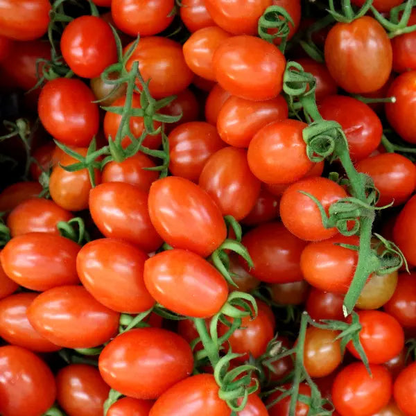 Caissettes 6 kg Tomates Datterino siciliennes en grappe( Disponibilité: novembre à mars) Les Saveurs de Sicile