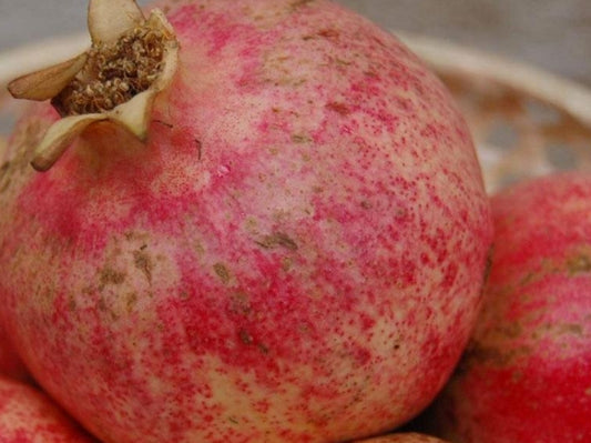 Caissette Grenade de Sicile "Non Traité" 7kg (Cultivation octobre à décembre)
