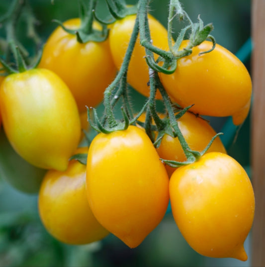 Caissette Tomates Dattes jaunes siciliennes en grappe 4kg (6.00 frs/kg) "Label 100% Naturale"