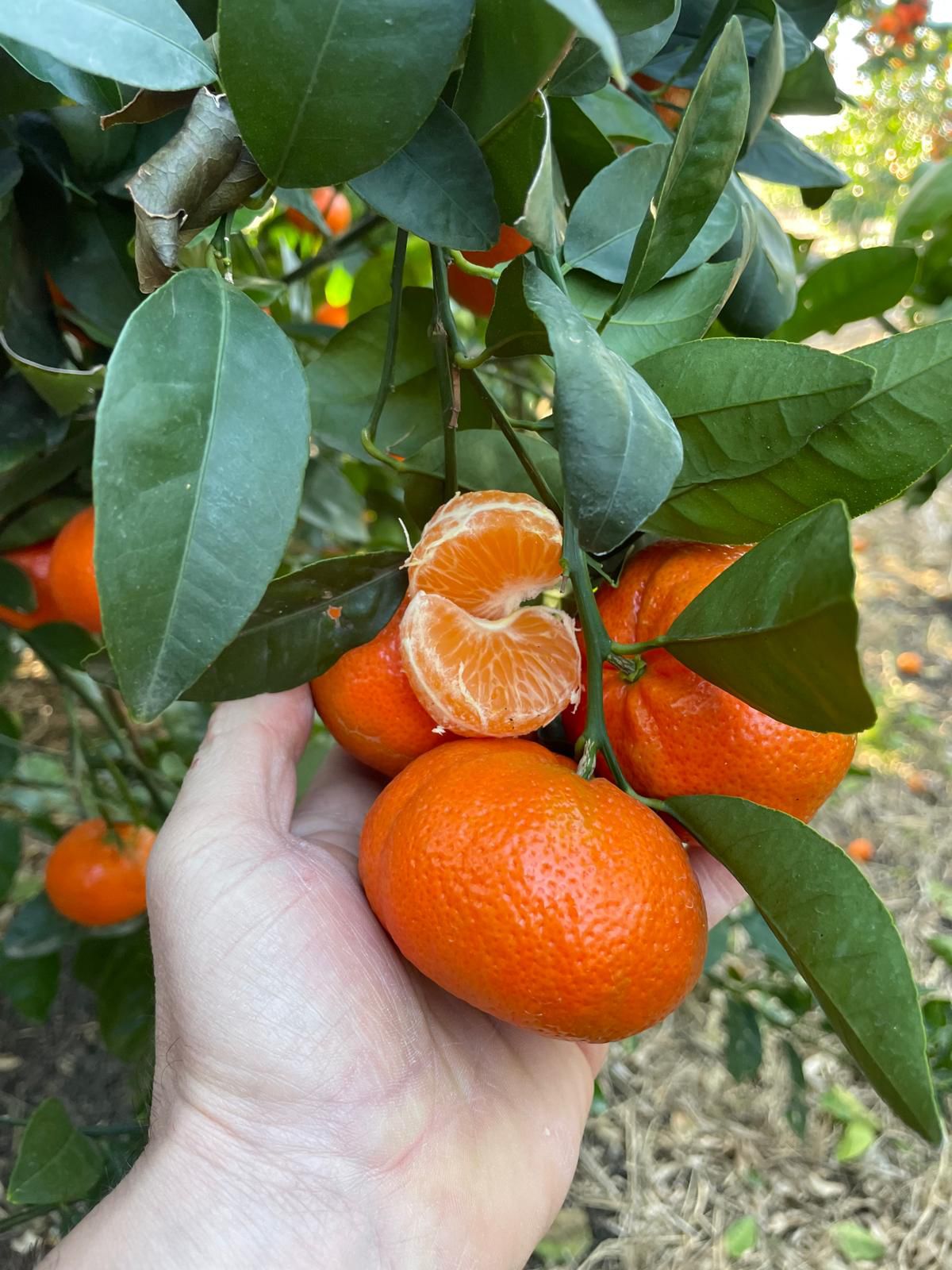 Caissette Mandarines Traditionnelles siciliennes parfumées avec pépins  7kg (4,00Frs/kg) ''Non traités''(Disponibilité: Février à Mars)