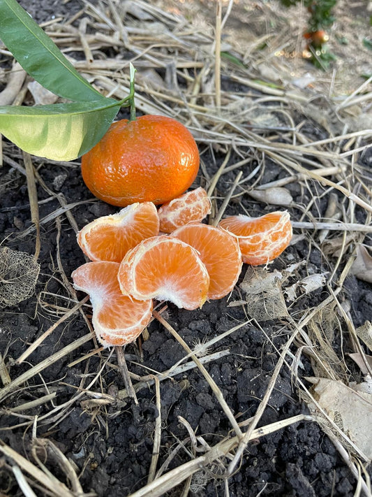 Caissette Mandarines Nova juteuses et sucrées sans pépins 7kg (4,00Frs/kg) ''Non traités''(Disponibilité: Février à Mars)